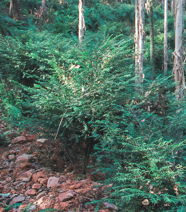特色红豆杉培育种植基地