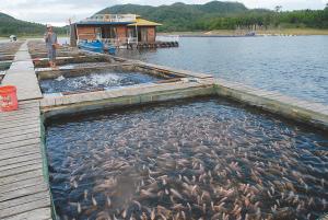 fish farm filter screen