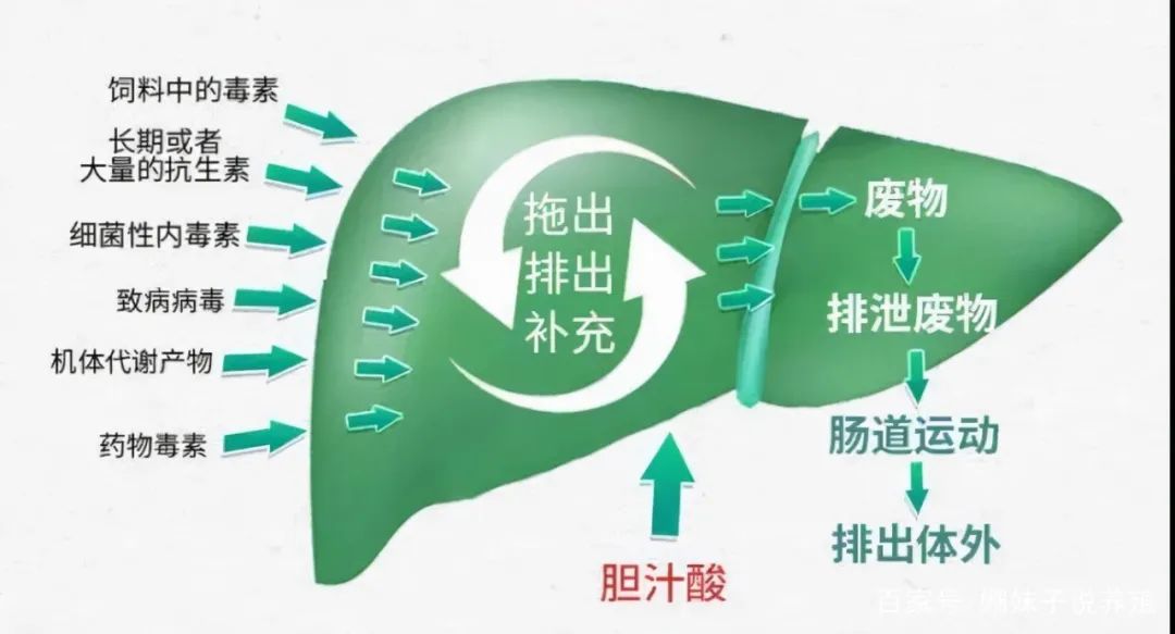 为 动物 保 肝 护 胆 龙 昌 胆汁 酸 谁 与 争锋