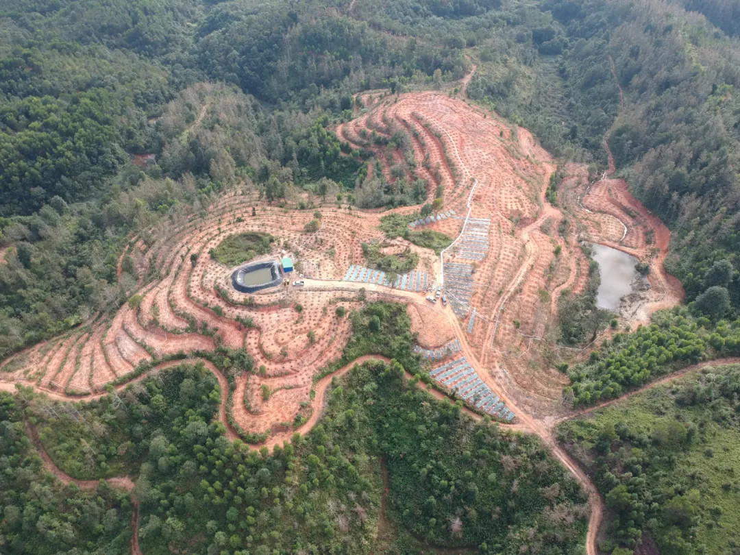 水肥一体化滴灌技术助力广陈皮基地种植