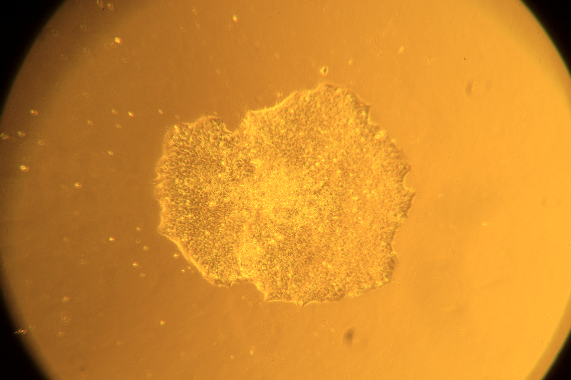 MeltonVEC™-仙台病毒诱导多能干细胞（iPSC）重编辑试剂盒