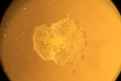 MeltonVEC™-仙台病毒诱导多能干细胞（iPSC）重编辑试剂盒V2