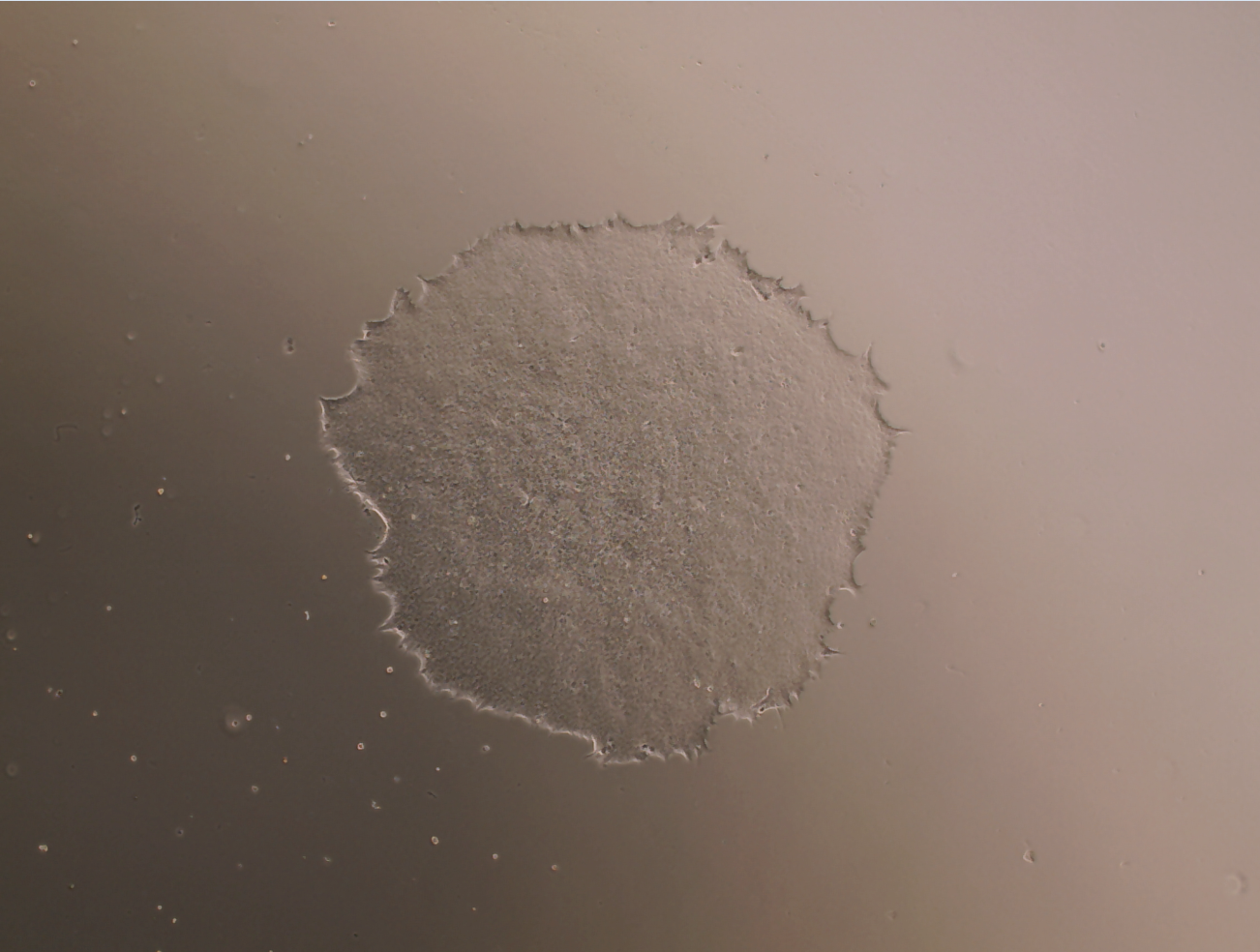 MeltonVEC™-仙台病毒诱导多能干细胞（iPSC）重编辑试剂盒