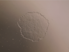 MeltonVEC™-仙台病毒诱导多能干细胞（iPSC）重编辑试剂盒V2