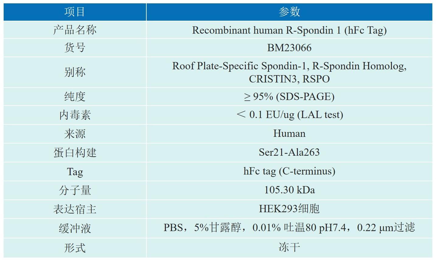 Recombinant human R-Spondin 1 (hFc Tag)产品信息