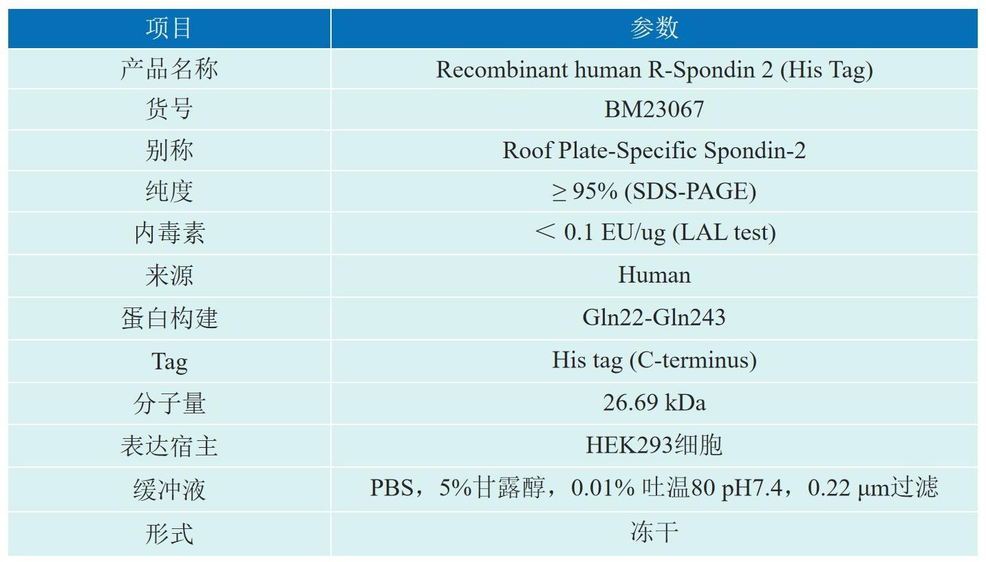 Recombinant human R-Spondin 2 (His Tag)产品介绍