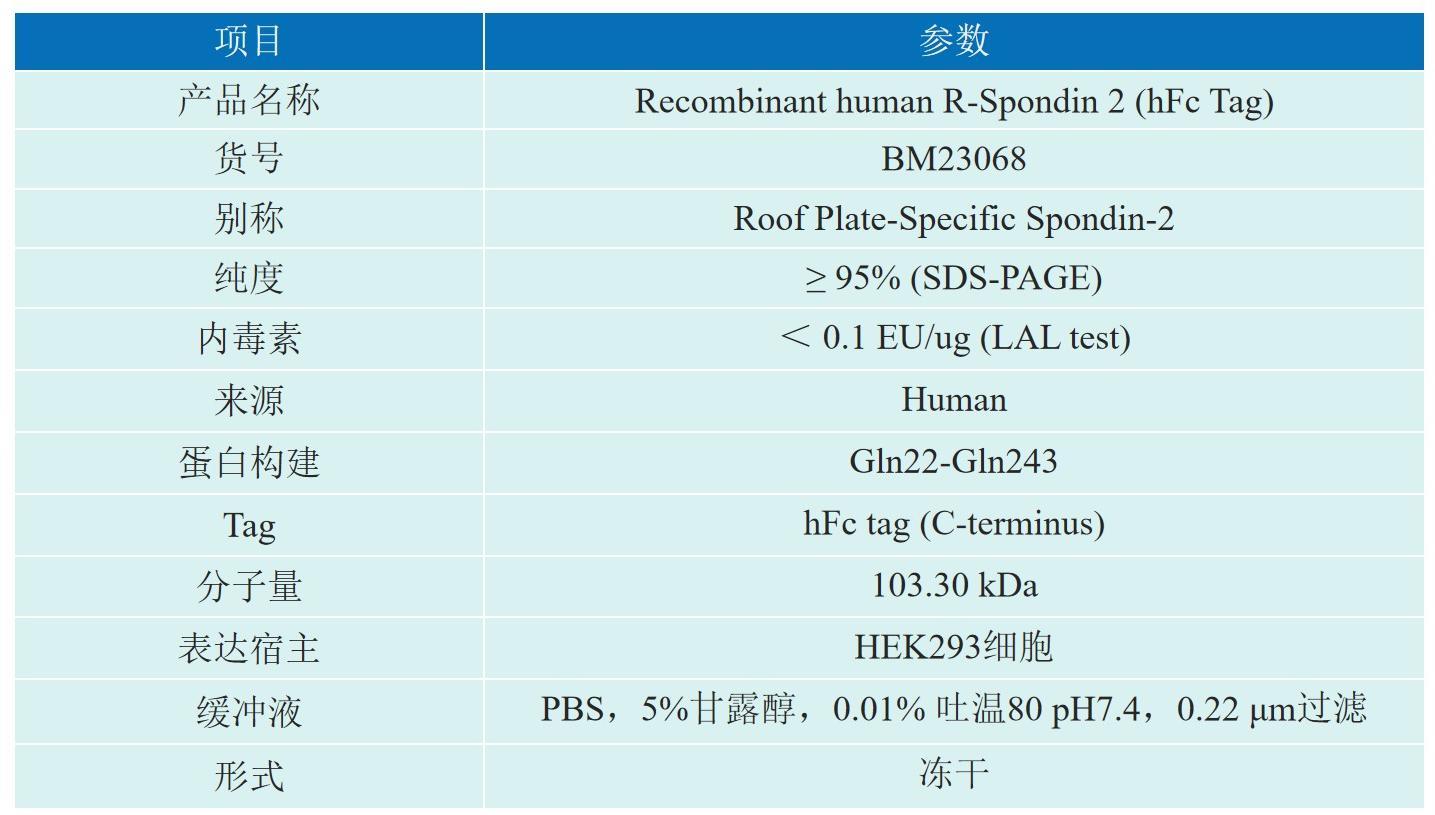 Recombinant human R-Spondin 2 (hFc Tag)产品信息