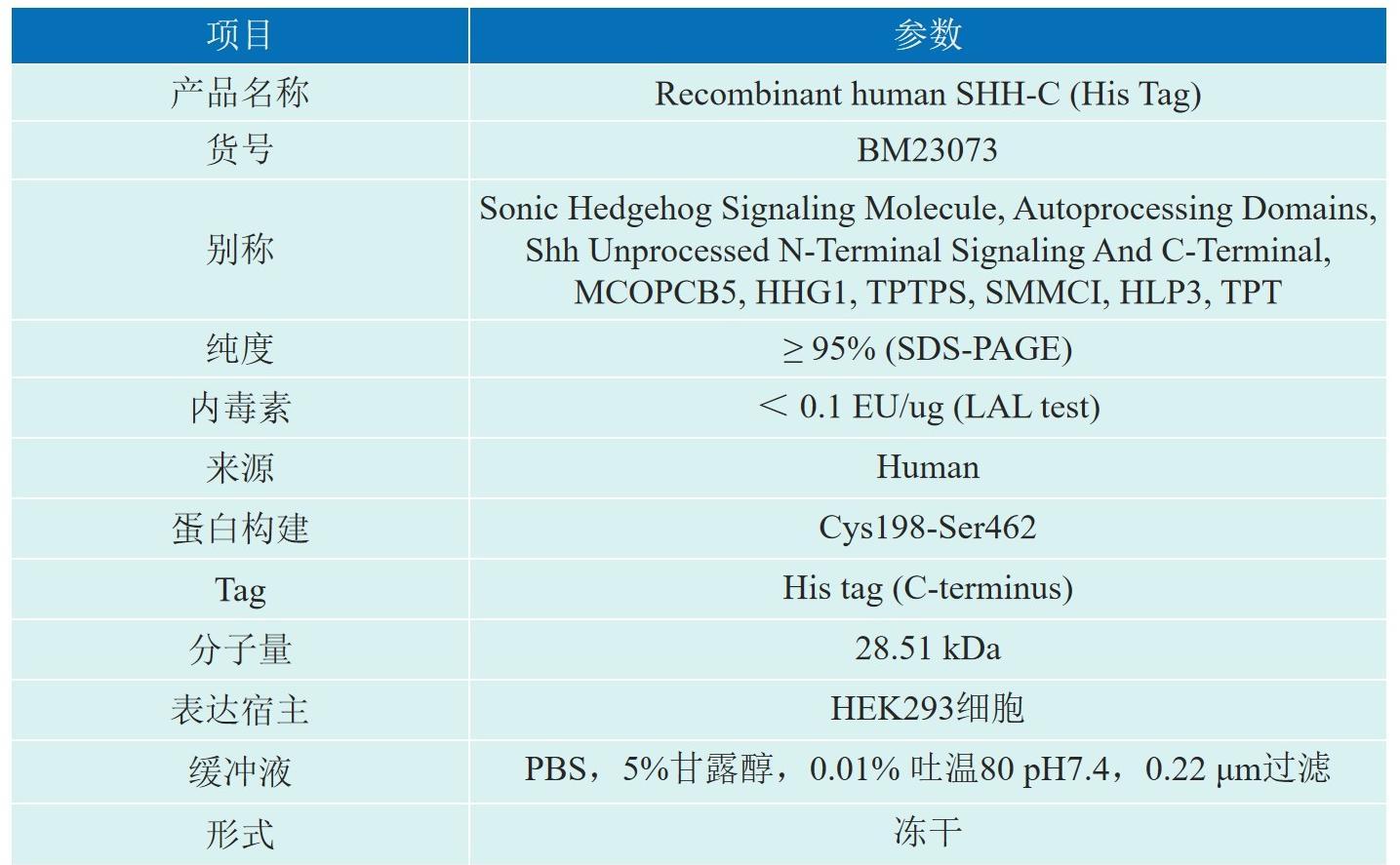 Recombinant human SHH-C产品介绍