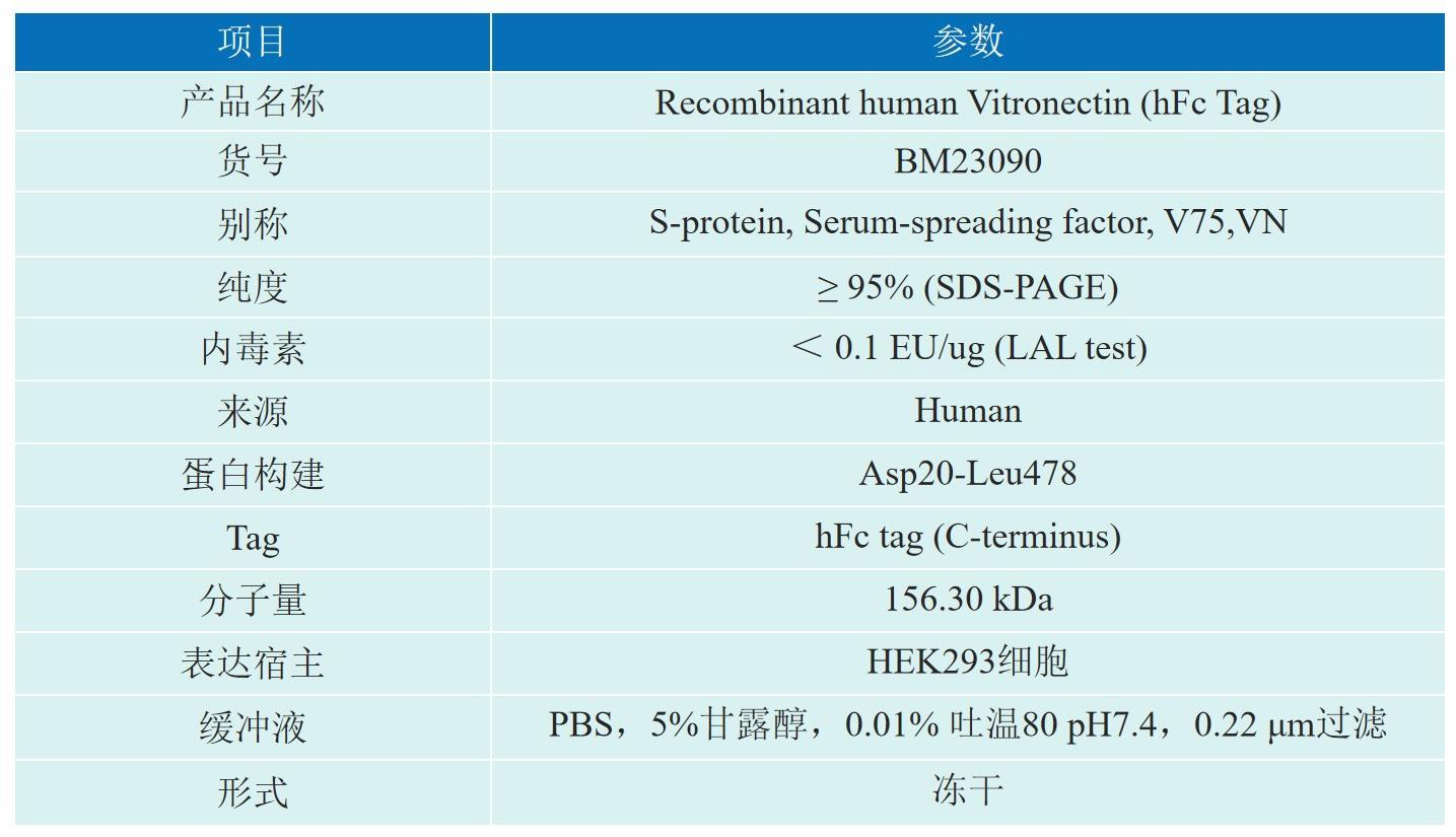 Recombinant human Vitronectin (hFc Tag)产品信息