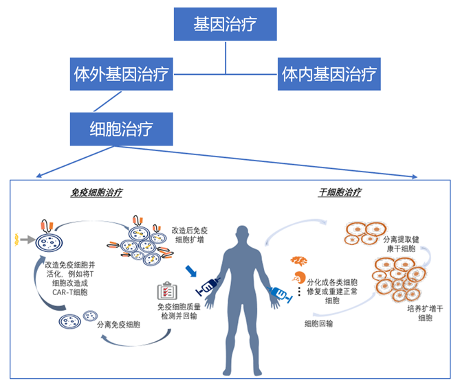 细胞治疗过程示例