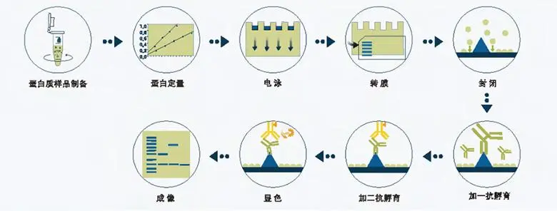 WB实验流程