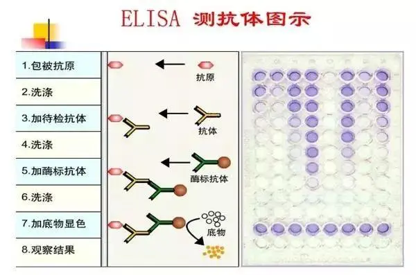 Elisa测抗体图示