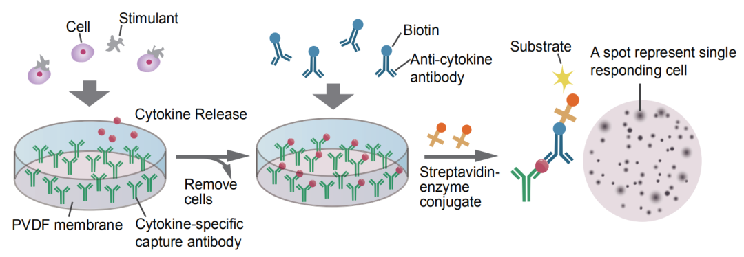 酶联免疫斑点技术ELISpot原理