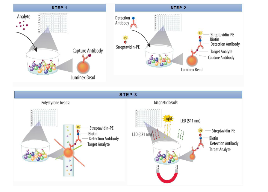 Luminex液相芯片检测技术原理