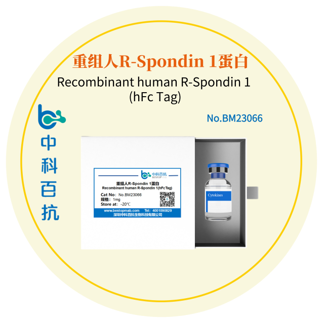 Recombinant human R-Spondin 1 (hFc Tag)