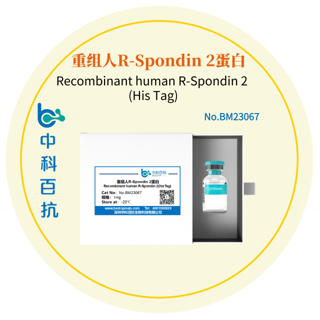 Recombinant human R-Spondin 2 (His Tag)