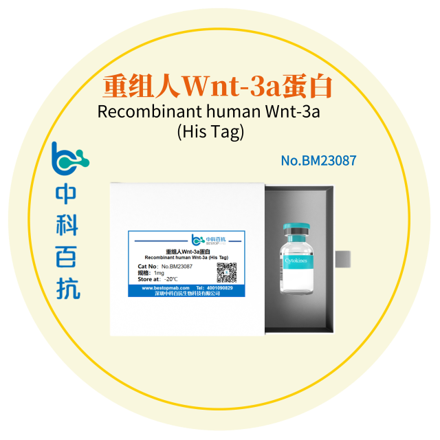 重组人Wnt-3a蛋白Recombinant human Wnt-3a (His Tag)