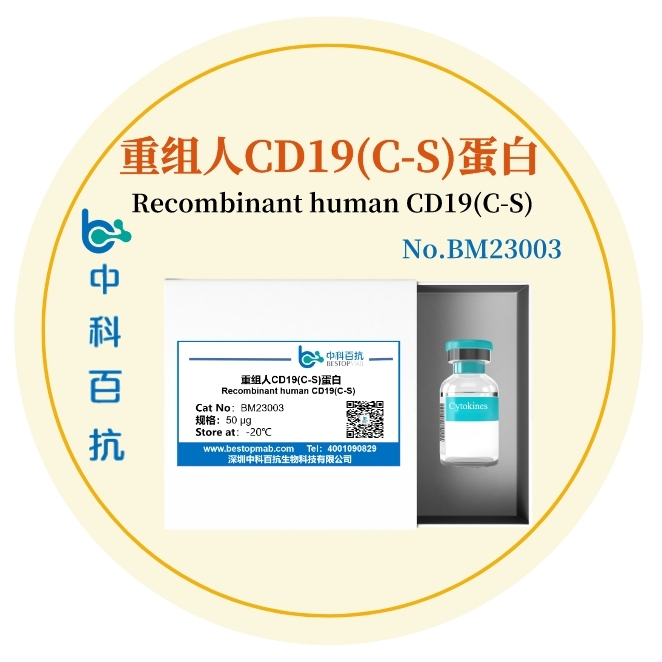 重组人CD19(C-S)蛋白Recombinant human CD19(C-S)