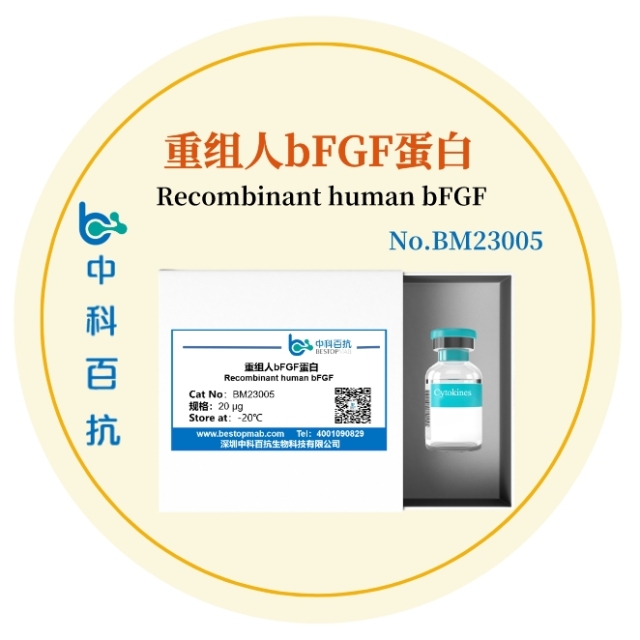 重组人bFGF蛋白Recombinant human bFGF