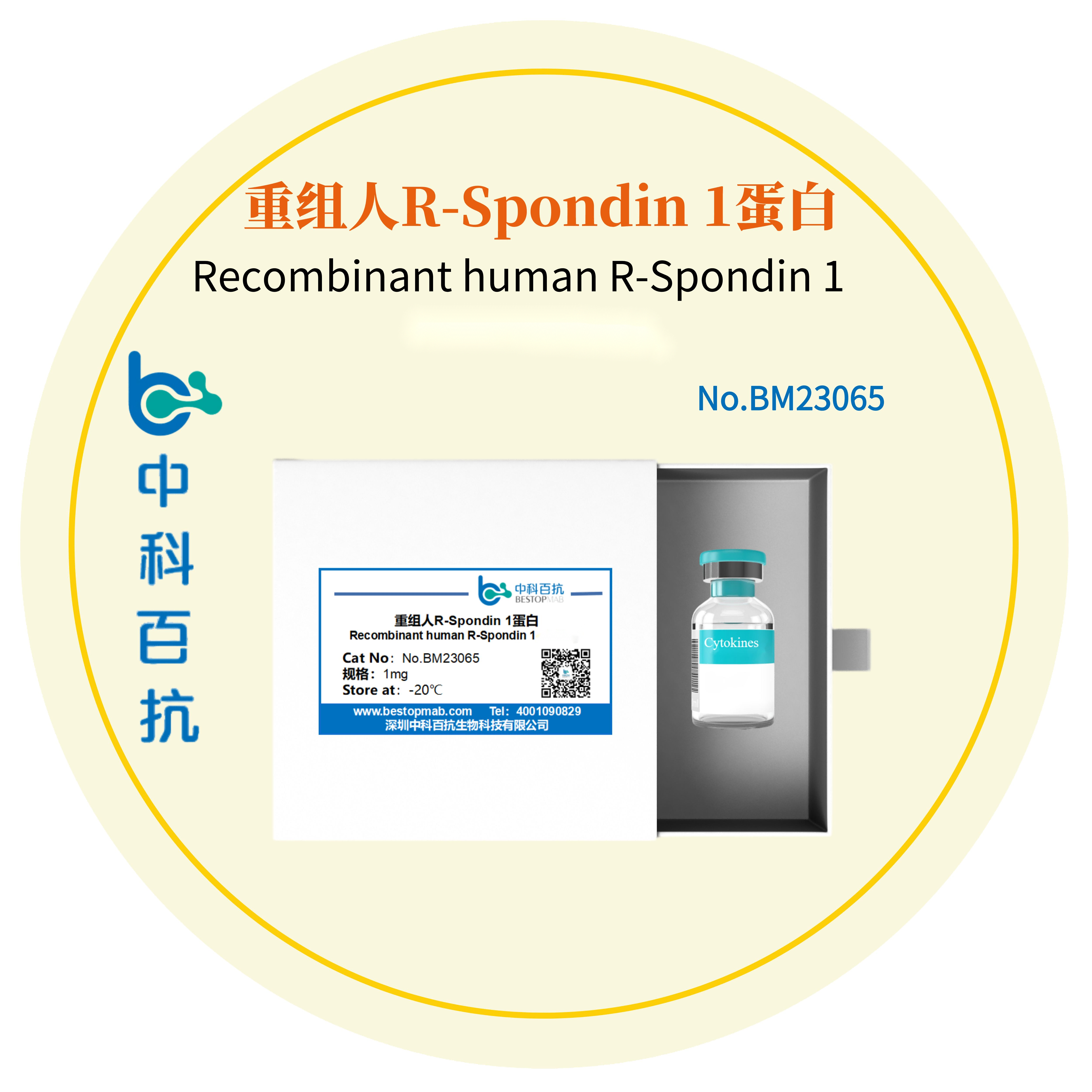 重组人R-Spondin 1蛋白Recombinant human R-Spondin 1