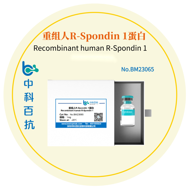 重组人R-Spondin 1蛋白Recombinant human R-Spondin 1