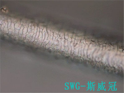 Observing hair scales (metallographic analysis microscope)